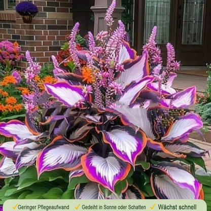 🪻🪴Over 800 mixed hosta seeds｜Collection of shade-loving perennial foliage plants