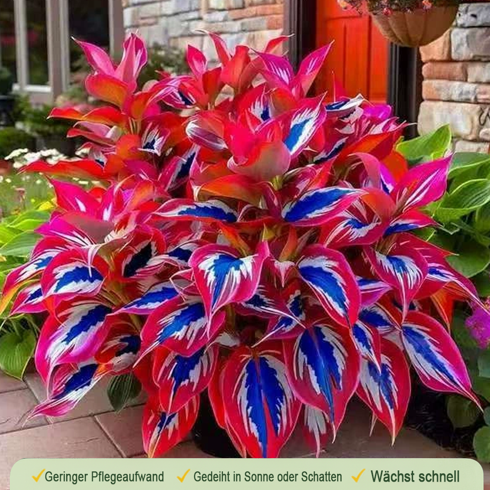 🪻🪴Over 800 mixed hosta seeds｜Collection of shade-loving perennial foliage plants