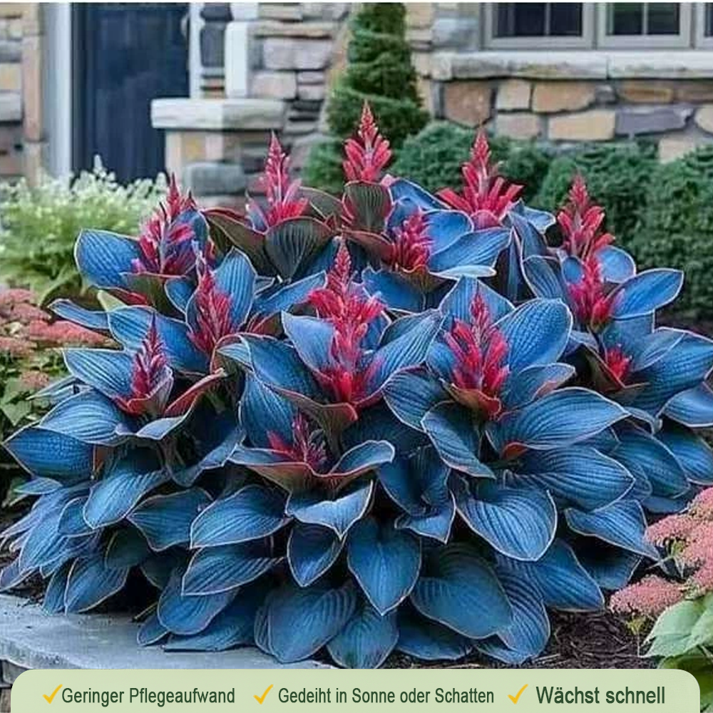 🪻🪴Over 800 mixed hosta seeds｜Collection of shade-loving perennial foliage plants