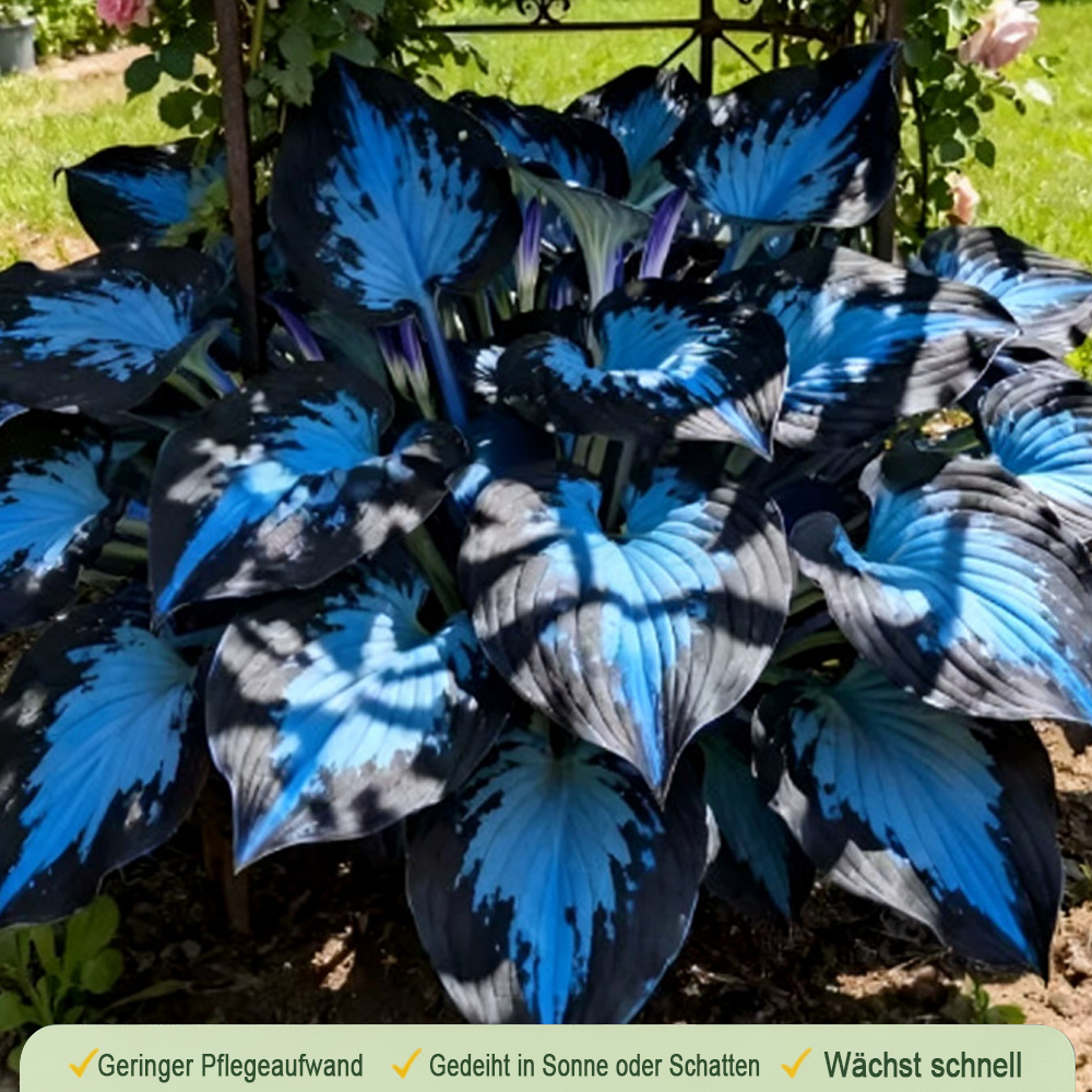 🪻🪴Over 800 mixed hosta seeds｜Collection of shade-loving perennial foliage plants