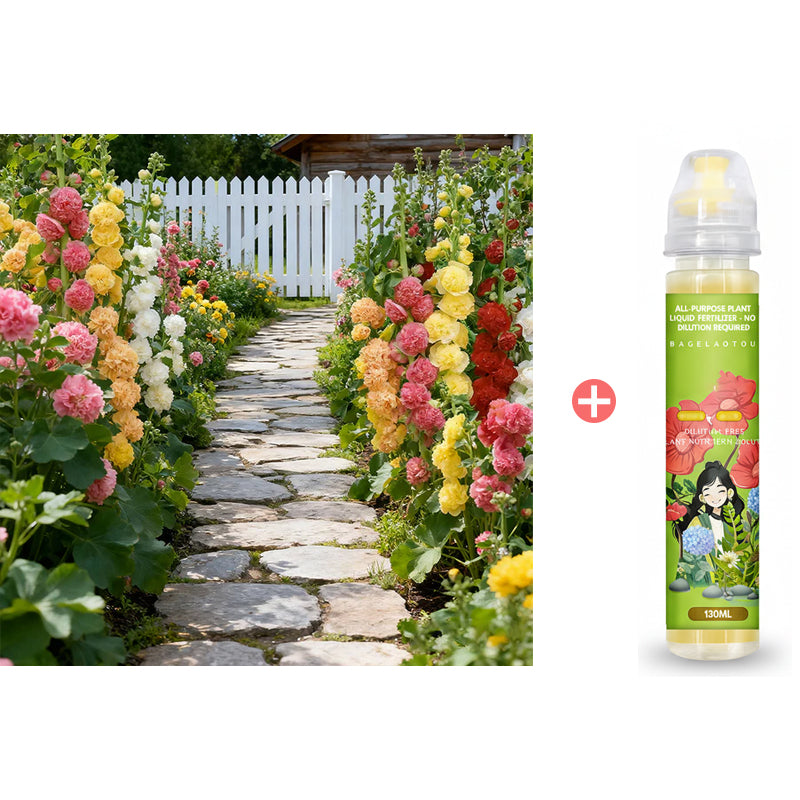 🌸 Multi-season flowering hollyhock seeds🌸100 Seeds