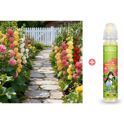 🌸 Multi-season flowering hollyhock seeds🌸100 Seeds