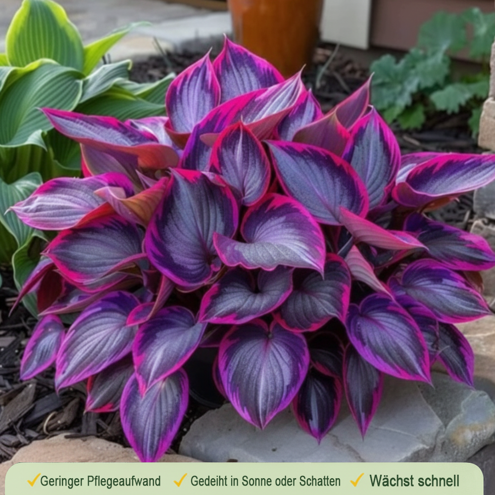 🪻🪴Over 800 mixed hosta seeds｜Collection of shade-loving perennial foliage plants