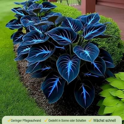 🪻🪴Over 800 mixed hosta seeds｜Collection of shade-loving perennial foliage plants