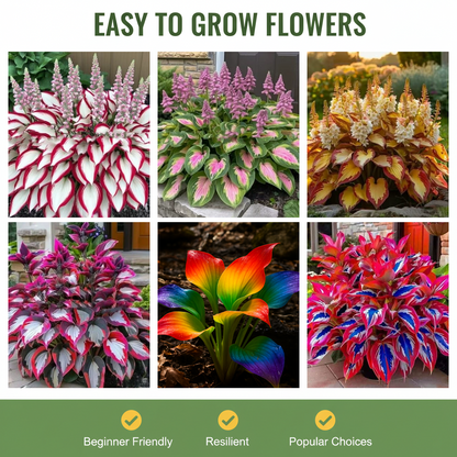 🪻🪴Over 800 mixed hosta seeds｜Collection of shade-loving perennial foliage plants