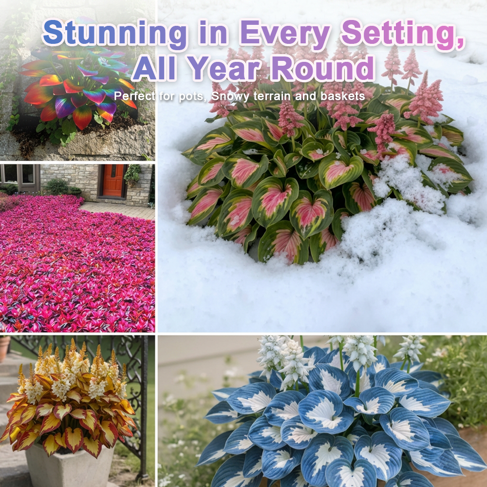 🪻🪴Over 800 mixed hosta seeds｜Collection of shade-loving perennial foliage plants