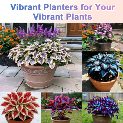 🪻🪴Over 800 mixed hosta seeds｜Collection of shade-loving perennial foliage plants