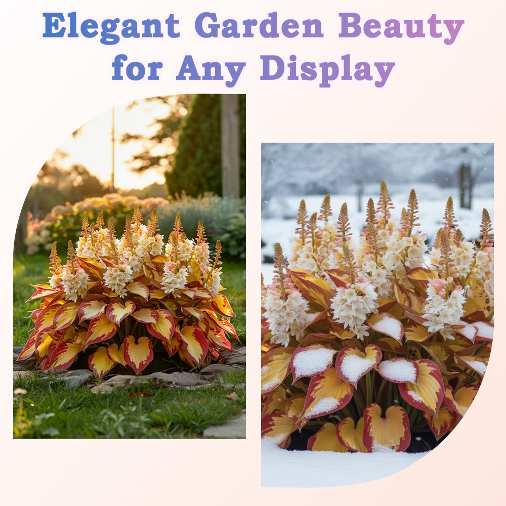 🪻🪴Over 800 mixed hosta seeds｜Collection of shade-loving perennial foliage plants