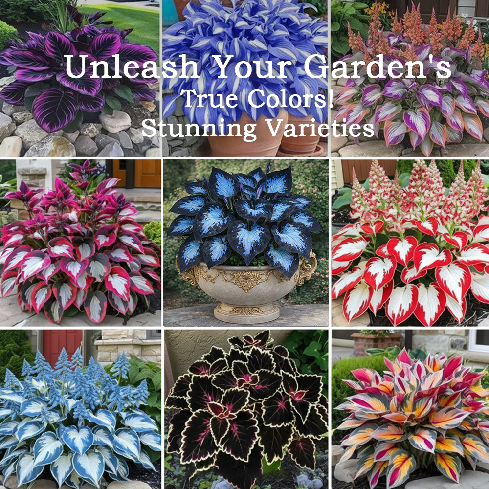 🪻🪴Over 800 mixed hosta seeds｜Collection of shade-loving perennial foliage plants