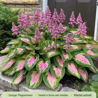 🪻🪴Over 800 mixed hosta seeds｜Collection of shade-loving perennial foliage plants