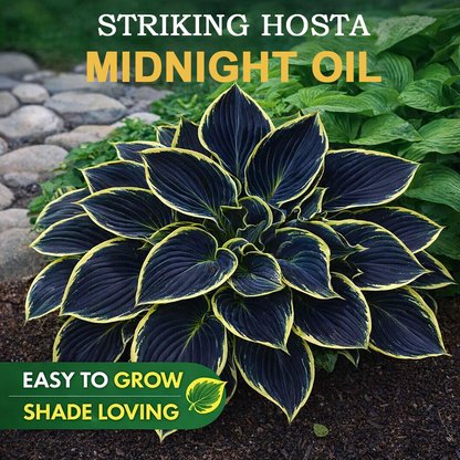 🪻🪴Over 800 mixed hosta seeds｜Collection of shade-loving perennial foliage plants