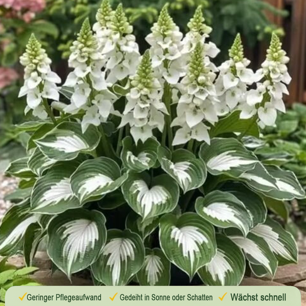🪻🪴Over 800 mixed hosta seeds｜Collection of shade-loving perennial foliage plants