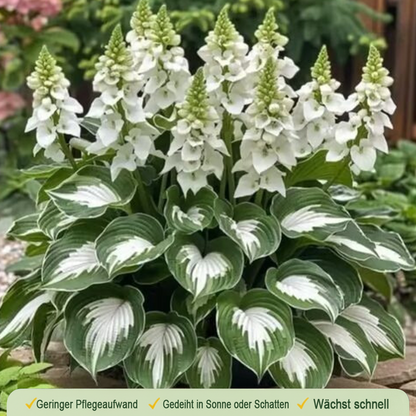 🪻🪴Over 800 mixed hosta seeds｜Collection of shade-loving perennial foliage plants