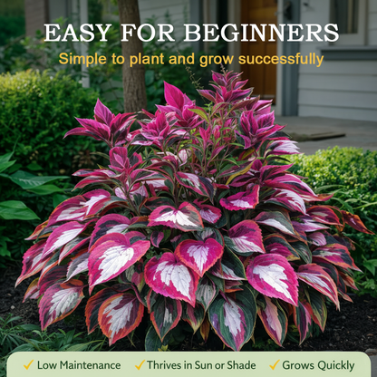 🪻🪴Over 800 mixed hosta seeds｜Collection of shade-loving perennial foliage plants