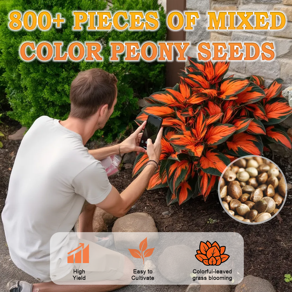 🪻🪴Over 800 mixed hosta seeds｜Collection of shade-loving perennial foliage plants