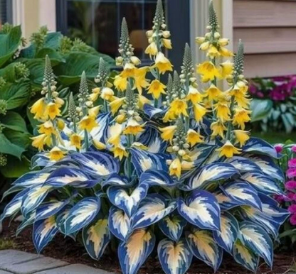🪻🪴Over 800 mixed hosta seeds｜Collection of shade-loving perennial foliage plants