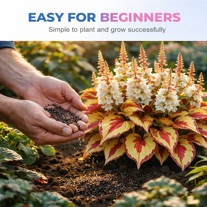 🪻🪴Over 800 mixed hosta seeds｜Collection of shade-loving perennial foliage plants