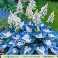 Fresh blue hosta