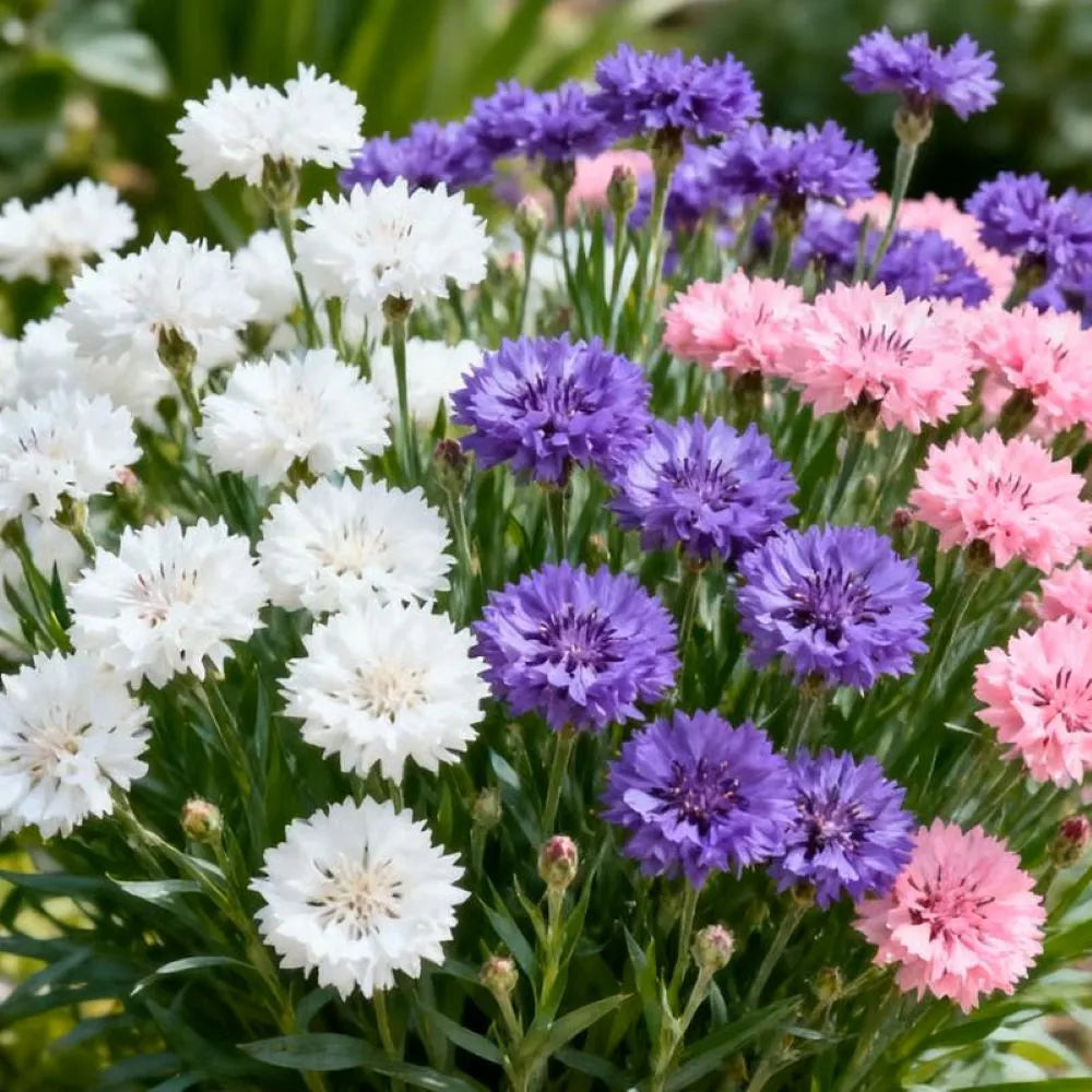 Premium Cornflower Seeds🌸180 Seeds