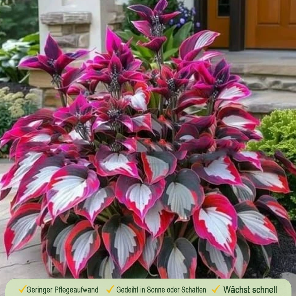🪻🪴Over 800 mixed hosta seeds｜Collection of shade-loving perennial foliage plants