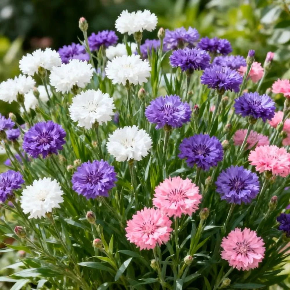 Premium Cornflower Seeds🌸180 Seeds