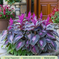 Elegant purple hostas