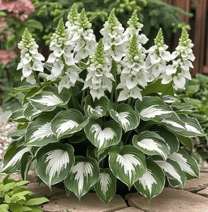 🔥Last day clearance🔥Premium Rare Hosta Seeds🌌Shade-Tolerant Plant