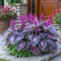 Elegant purple hostas