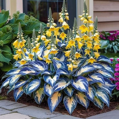🔥Last day clearance🔥Premium Rare Hosta Seeds🌌Shade-Tolerant Plant