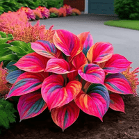 Fantastic Variegata