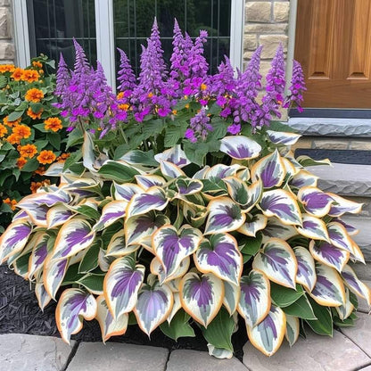 🔥Last day clearance🔥Premium Rare Hosta Seeds🌌Shade-Tolerant Plant