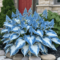 Fresh blue hosta