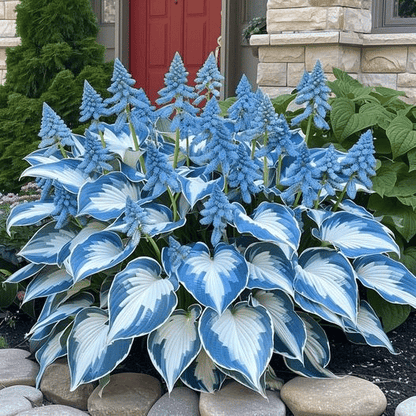 🔥Last day clearance🔥Premium Rare Hosta Seeds🌌Shade-Tolerant Plant
