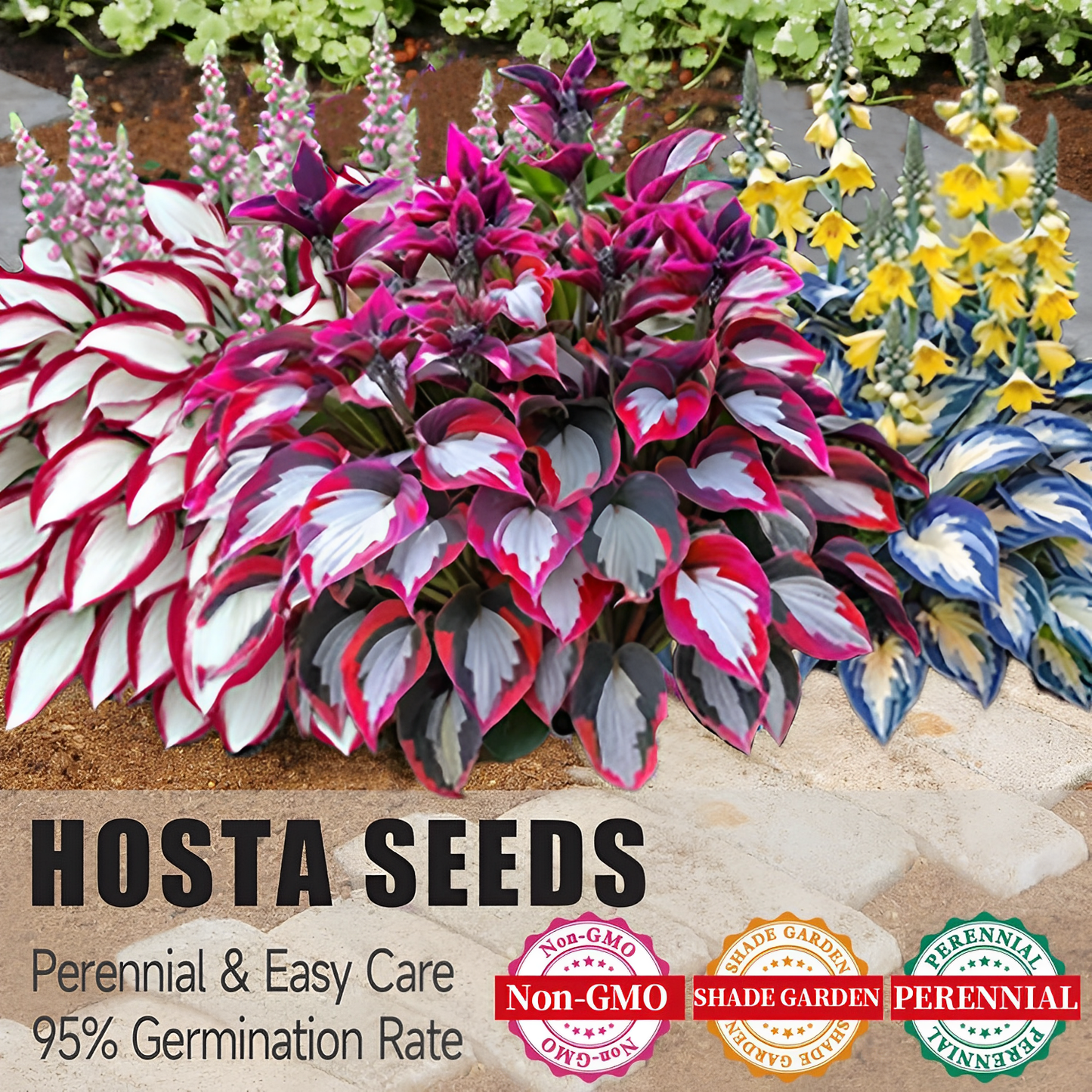 🔥Last day clearance🔥Premium Rare Hosta Seeds🌌Shade-Tolerant Plant