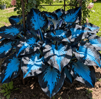🔥Last day clearance🔥Premium Rare Hosta Seeds🌌Shade-Tolerant Plant