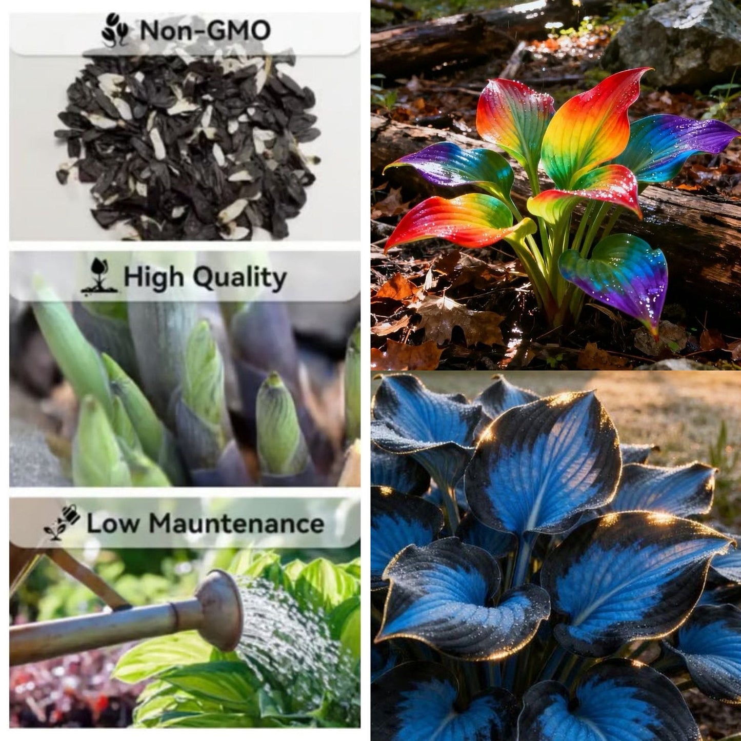 🔥Last day clearance🔥Premium Rare Hosta Seeds🌌Shade-Tolerant Plant