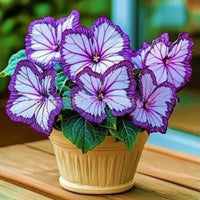 Purple core