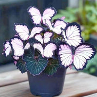 Purple butterfly