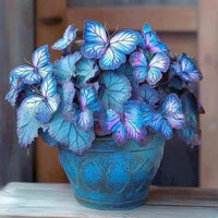 Blue butterfly