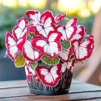 Red butterfly