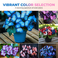 🔥Moonlight Butterfly Mix (All Colors)