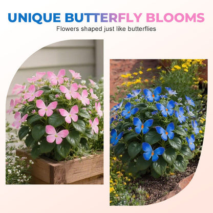 🦋 Whimsical Butterfly Shaped Flower Seeds ✨
