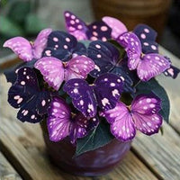 Purple glowing butterfly