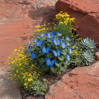Mondschein-Schmetterling Blau