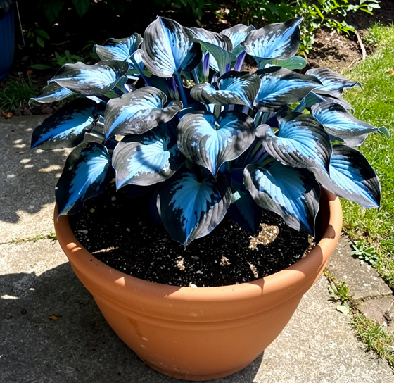 🪻🪴Over 800 mixed hosta seeds｜Collection of shade-loving perennial foliage plants