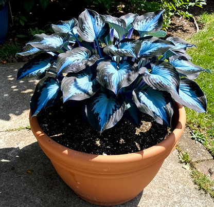 🪻🪴Over 800 mixed hosta seeds｜Collection of shade-loving perennial foliage plants