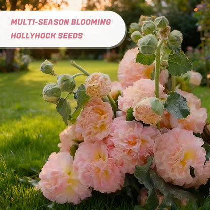 🌸 Multi-season flowering hollyhock seeds🌸100 Seeds