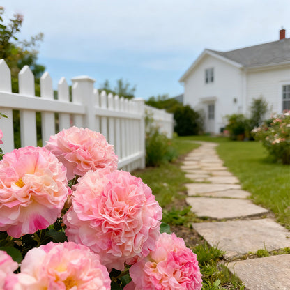🌸 Multi-season flowering hollyhock seeds🌸100 Seeds