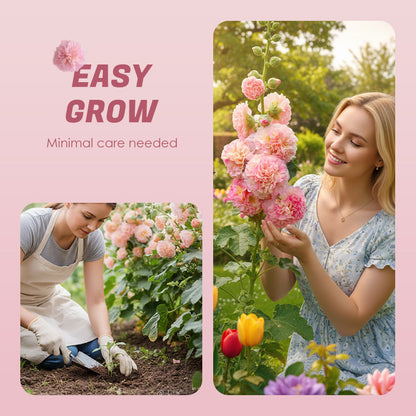 🌸 Multi-season flowering hollyhock seeds🌸100 Seeds