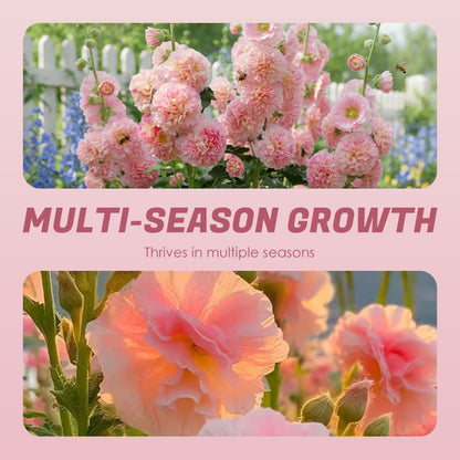 🌸 Multi-season flowering hollyhock seeds🌸100 Seeds